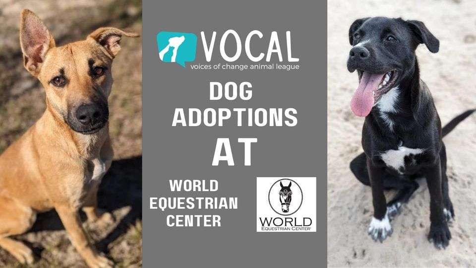 vocal dog adoptions